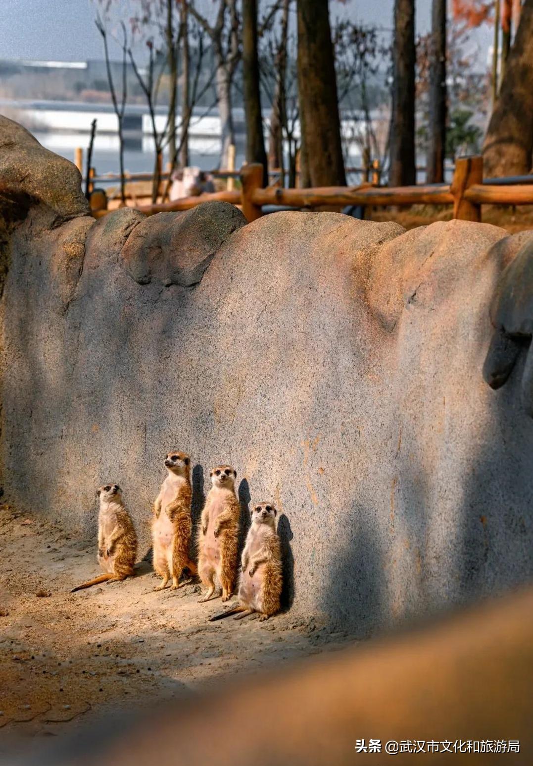 武汉野生动物王国怎么预约,武汉野生动物王国免门票