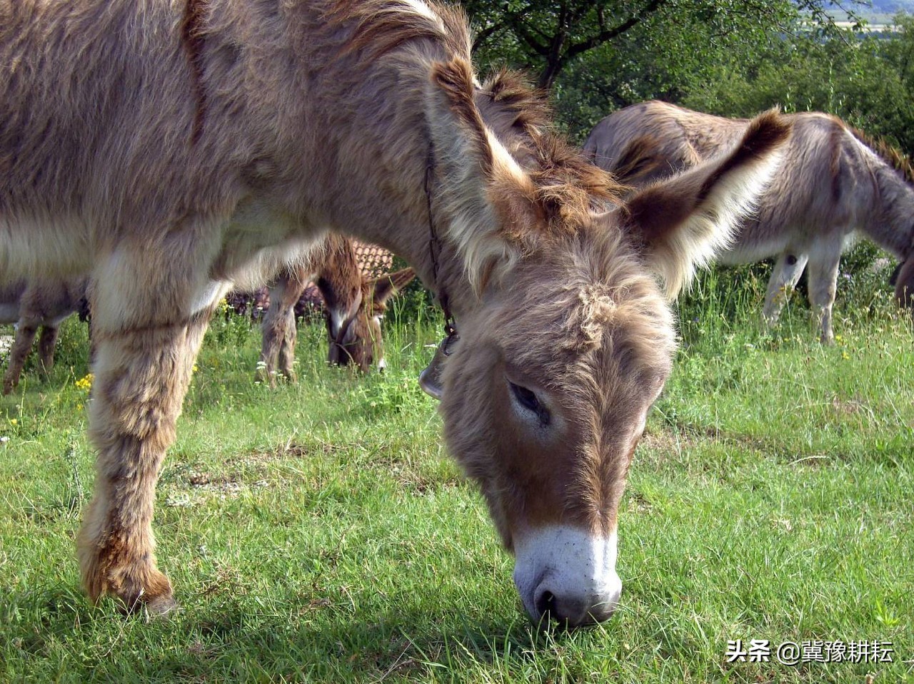养殖驴，发生疾病的原因都有哪些？你了解多少？做好预防很重要