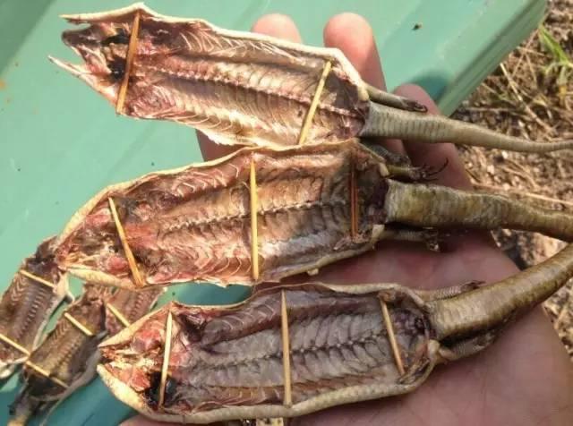 80后儿时玩物“狗婆蛇”，因犯了大忌，如今已是濒危保护动物？