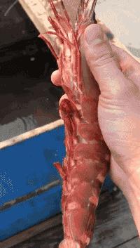 渔家女揭露海鲜市场黑幕,渔家女海鲜视频