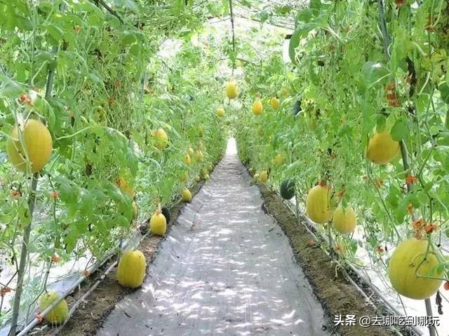 69.9抢惠州罗浮山漂流门票89元抢漂流门票+空中田园