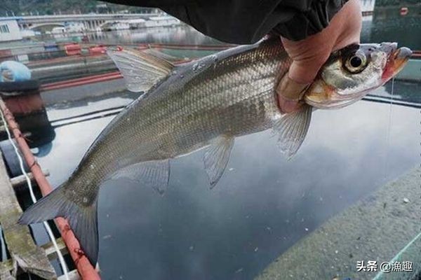 泥鳅钓鱼方法路亚,路亚钓活泥鳅要打窝吗