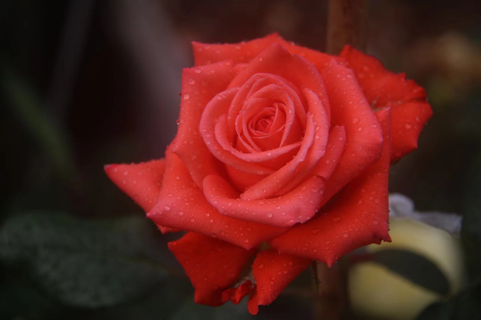 四季开花盆栽月季带花,开花有香味盆栽月季的养殖方法