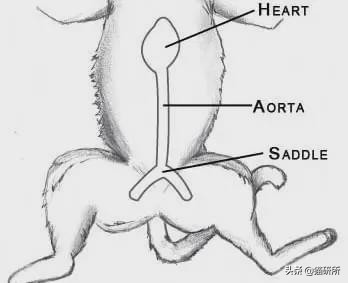 好好的猫咪突然瘸了是怎么回事,好好的猫突然掉了