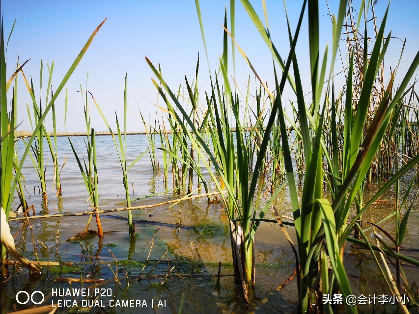 巢湖岸上草原,合肥岸上草原照片