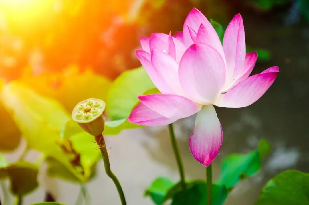 十首荷花诗词唯美了整个夏天,最有韵味十首荷花诗词