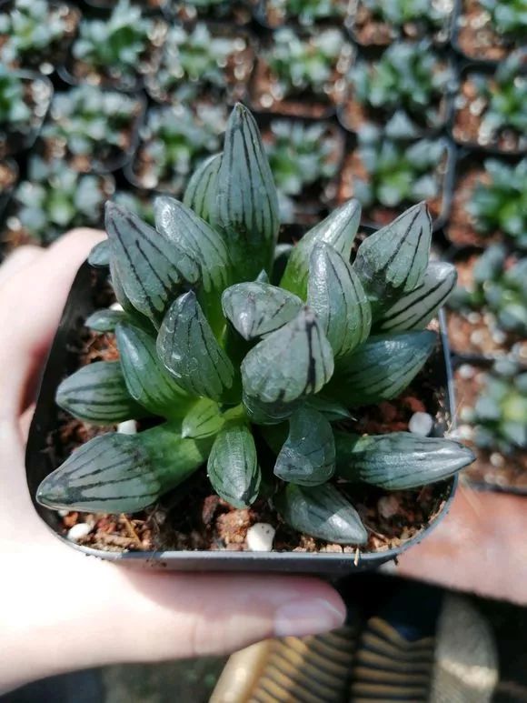 养花的100个小常识,养花的五大常识