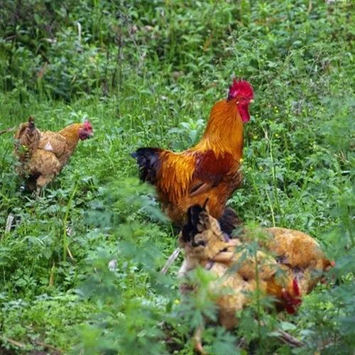 清水县特色美食,清水县美食攻略
