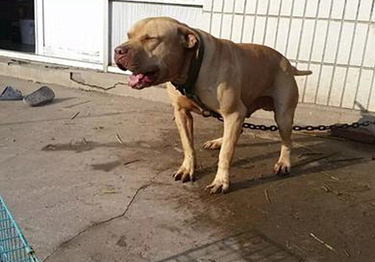 铲屎官容易被传染的病,小细菌对人体危害