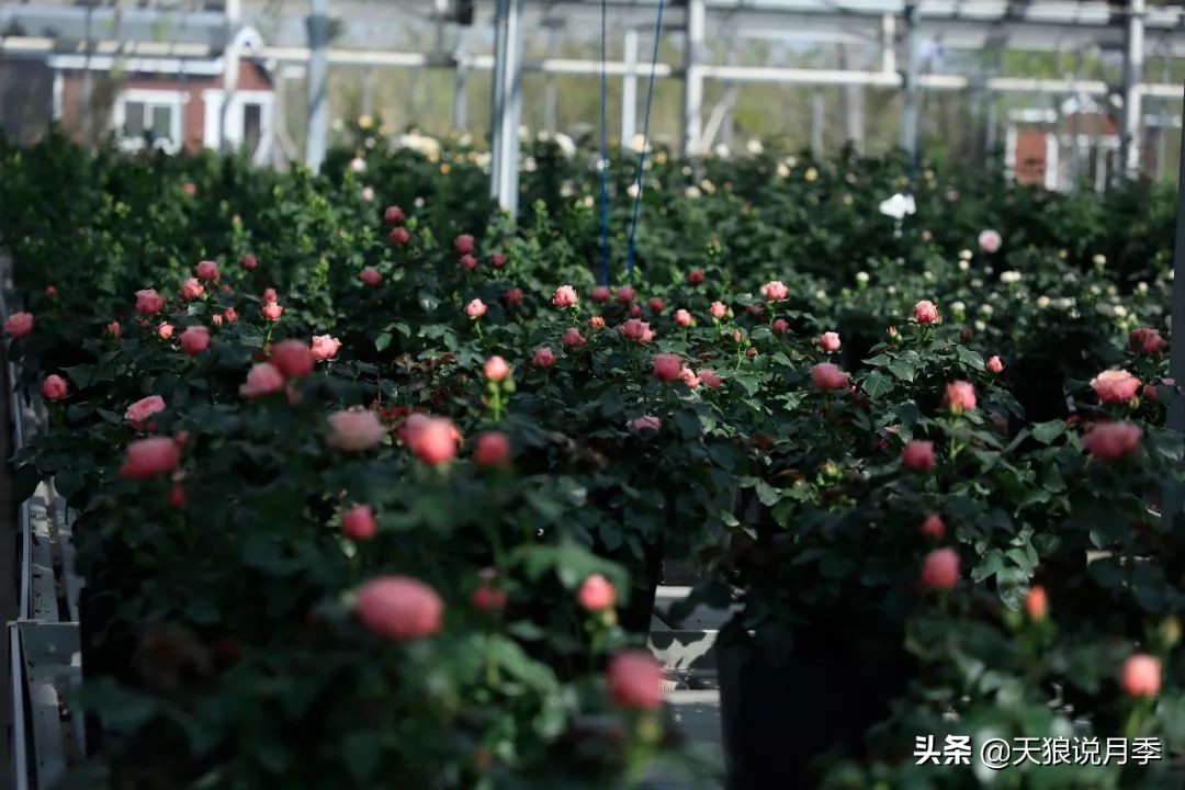 都说“最美人间四月天”，应该就是月季开花的模样吧！