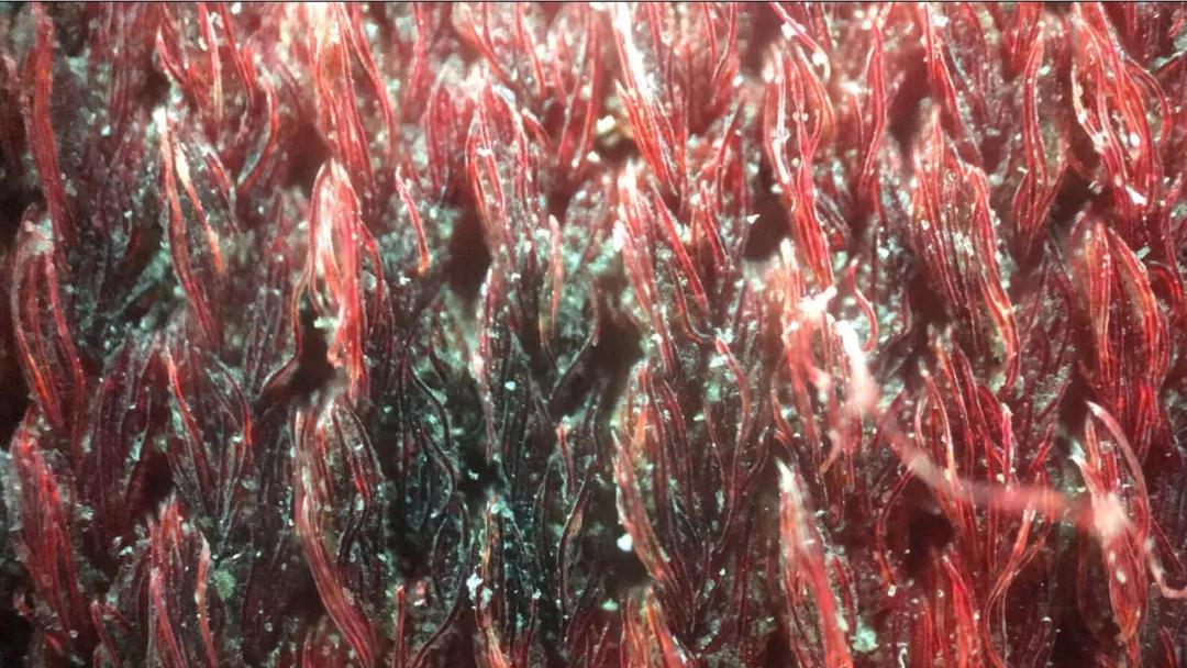 跳蚤在显微镜下长什么样,把显微镜放大40亿倍