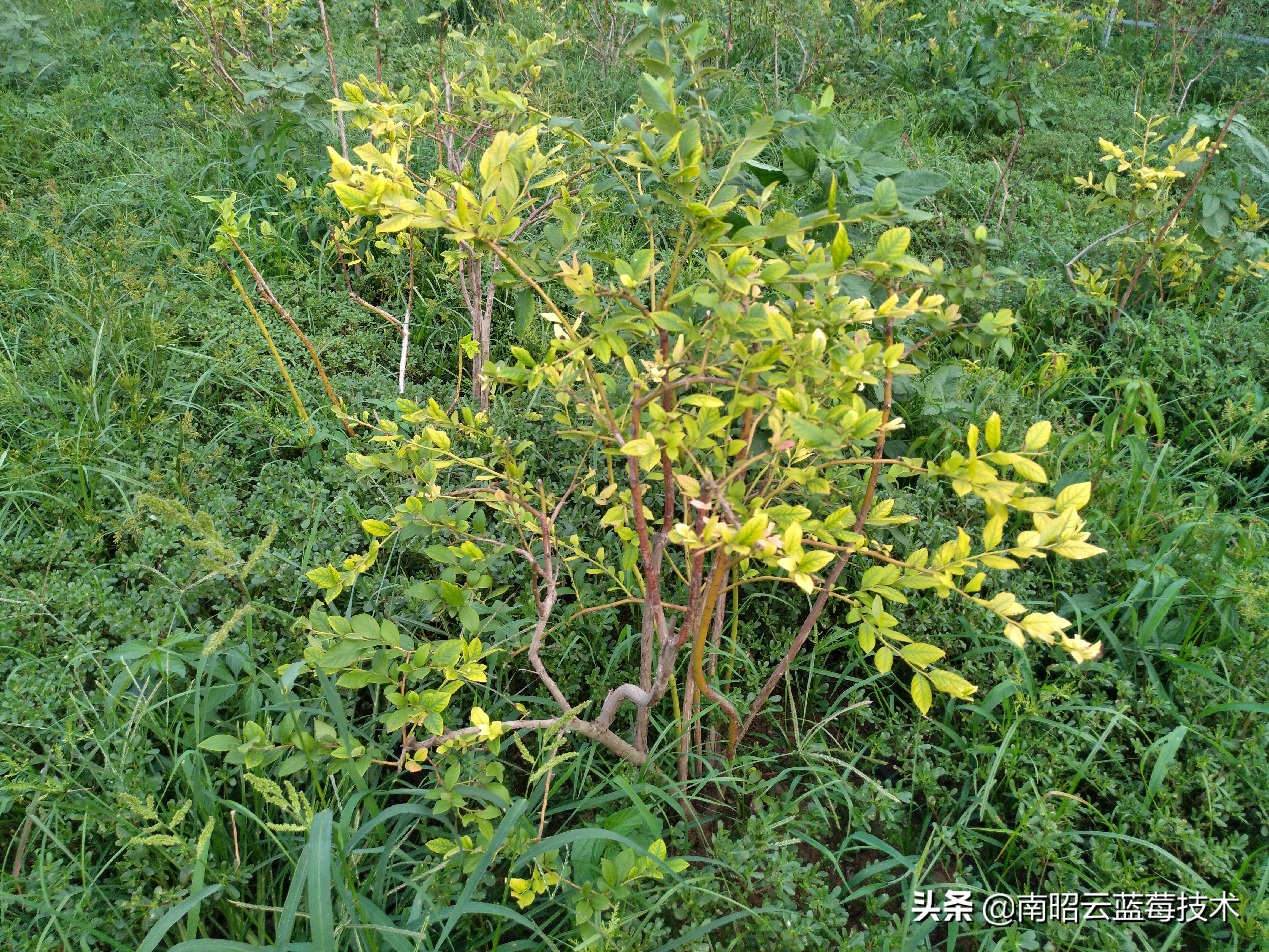 蓝莓叶片边缘焦枯是什么病害,蓝莓在高温下有哪些病害