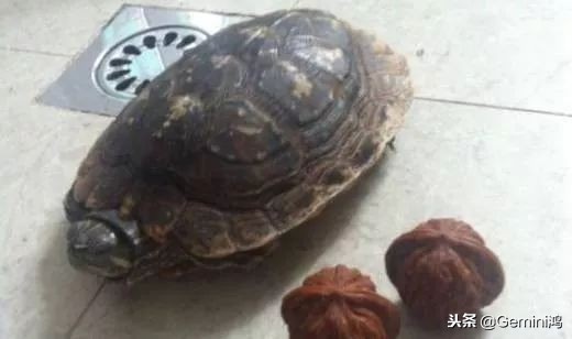 文玩小乌龟,文玩乌龟代表什么