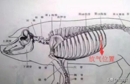 猪肚子胀气最快的解决办法,育肥猪肚子胀气死了什么原因