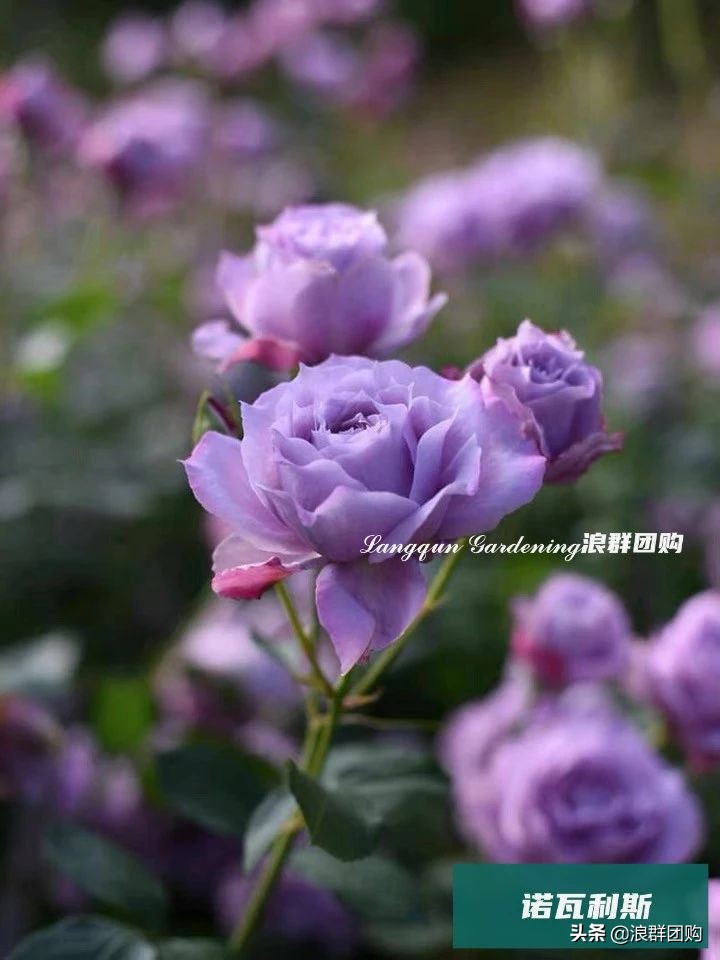 月季哪些品种大花又香,月季哪些品种花期长耐阴耐寒耐旱