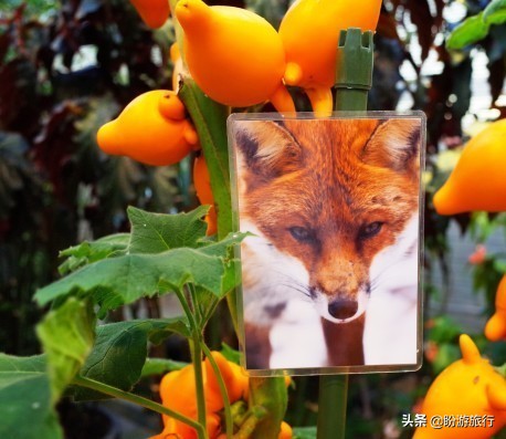 关西白滨自由行攻略,日本自由行攻略大阪温泉