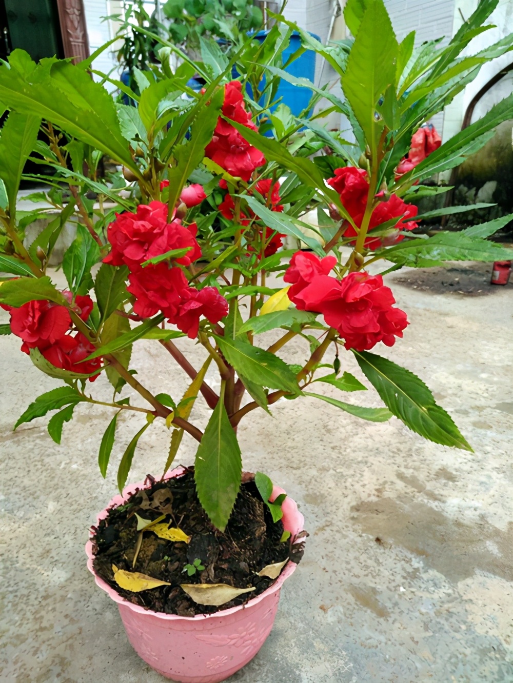 光照对凤仙花的生长有什么影响,凤仙花怎么养才能长得好