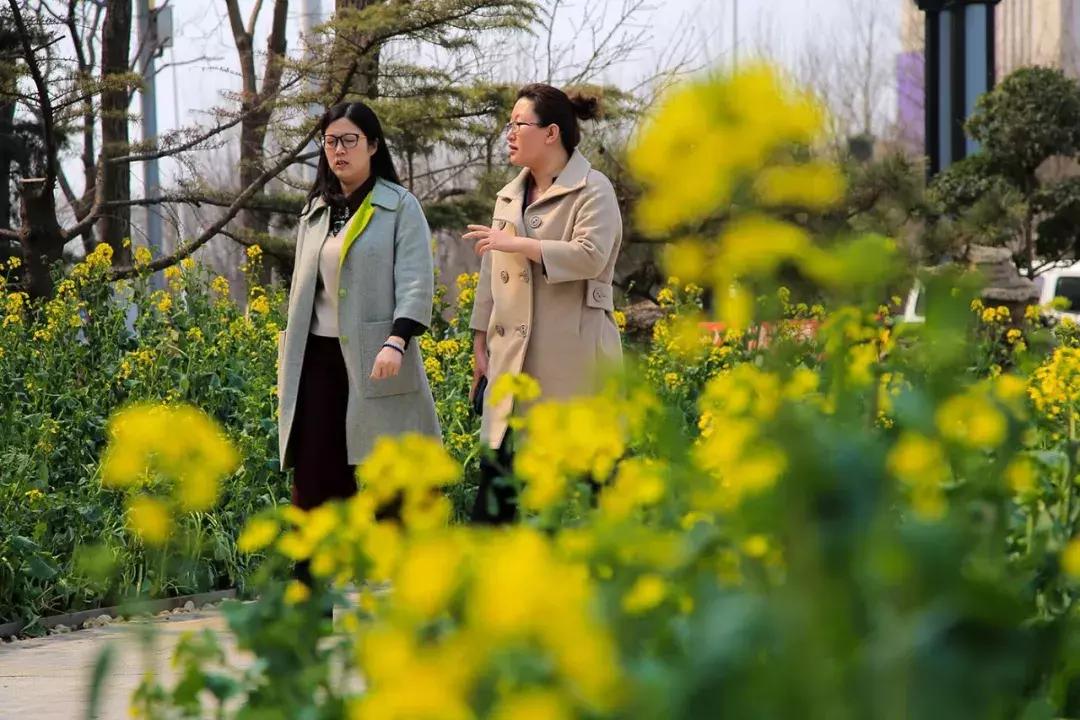 天津除了桃花堤哪里还有桃花,天津看桃花的北运河桃花堤
