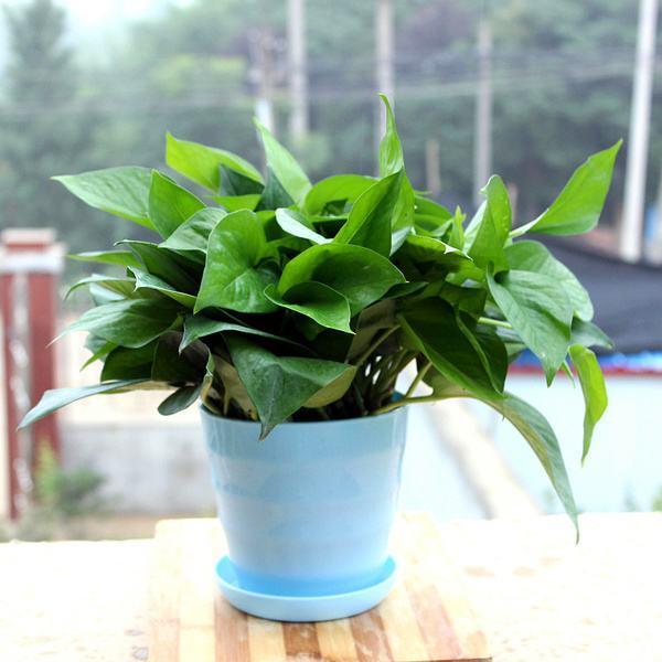 绿萝发黄发蔫不精神怎么办,绿萝叶片发黄怎么处理视频