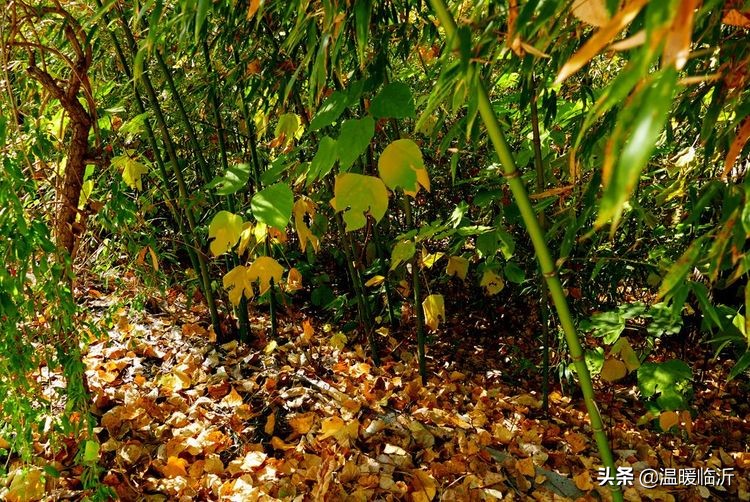 竹泉村景区,最美竹泉村