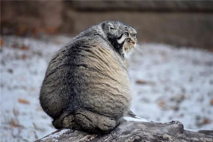 兔狲冬天冷的时候可爱瞬间,兔狲被别人当猫咪