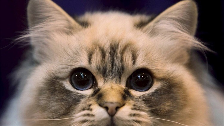 猫咪不吃东西怎么办最有效,猫咪不吃东西越来越瘦怎么办