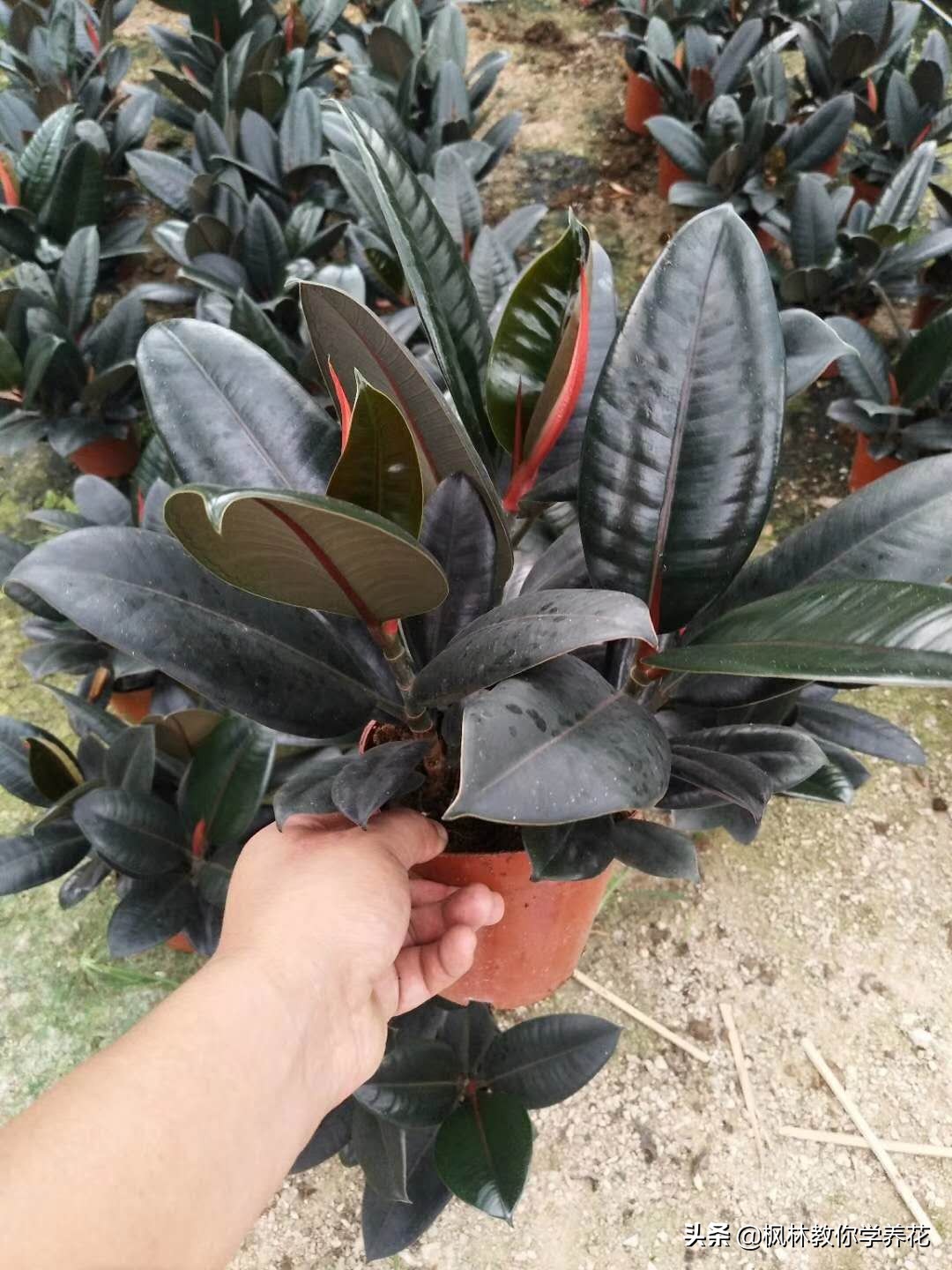 橡皮树养护的正确方法,橡皮树的养护方法和注意事项