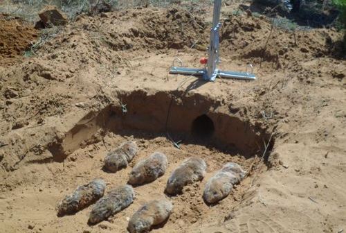 果园防治地鼠,果园鼹鼠防治