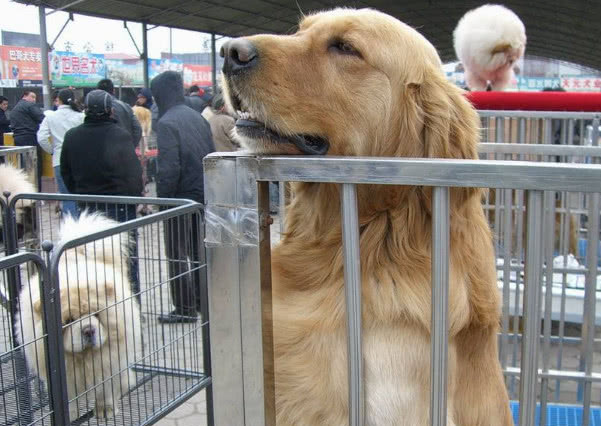 纯种金毛怎么挑选,想买金毛