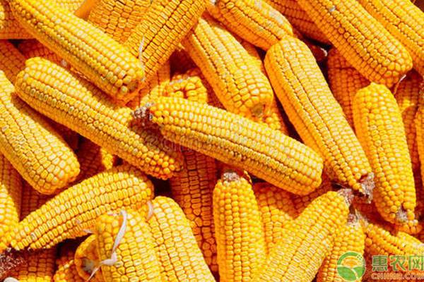 玉米种子价格多少钱,玉米种子红玉米产量高