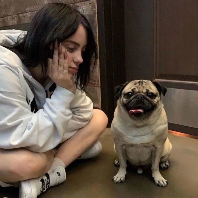 养巴哥犬需要准备什么,巴哥犬好养还是法斗好养