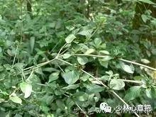 动物中药功效大全,中药药材大全及功效