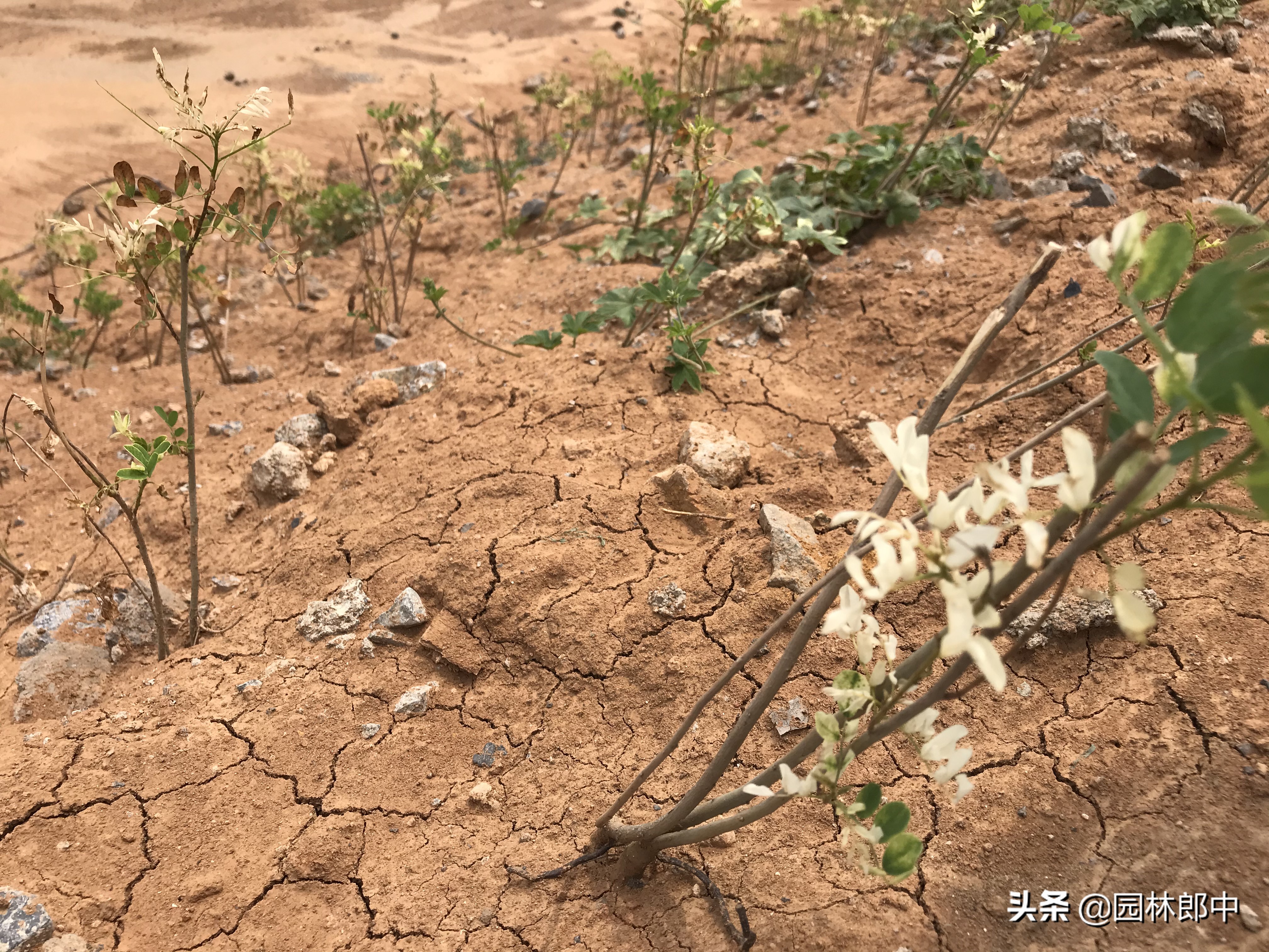 苗木药害怎么解决,苗后除草剂产生药害了怎么办