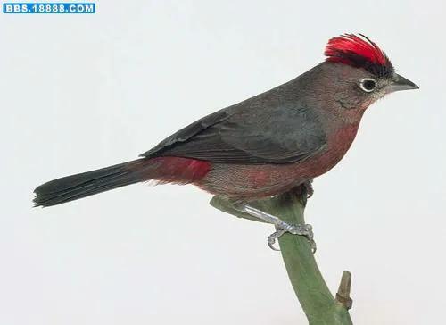 你认识吗丁啉,你认识吗