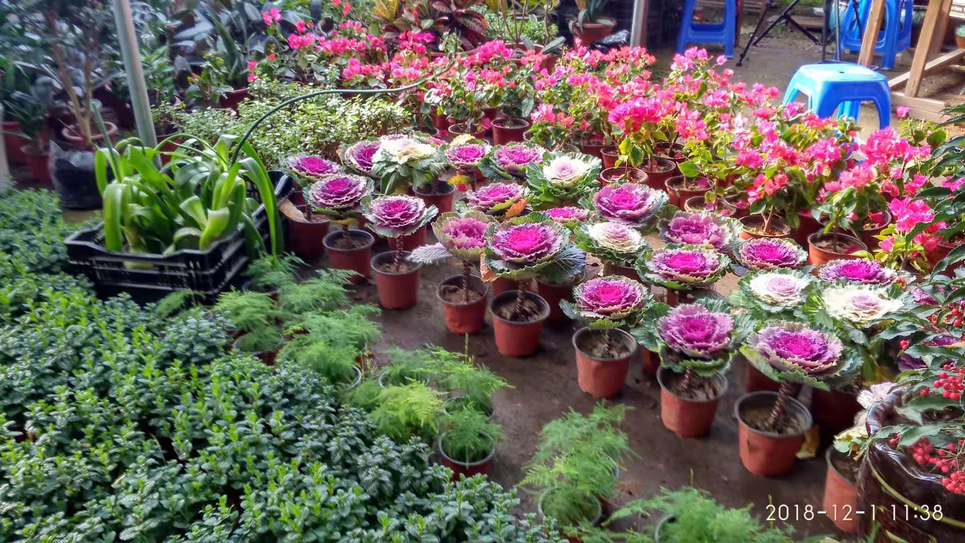 沈阳花卉市场扔花的地方,沈阳花卉市场