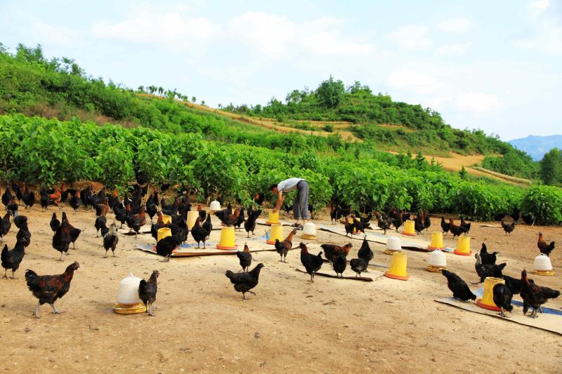 乌鸡应该怎么养，看看这里或许就知道了，和普通养鸡差别不大