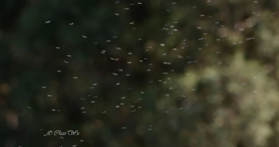 野外郊游怎样防蚊虫叮咬,夏季虫子叮咬科普视频