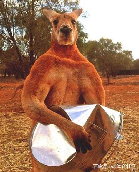 澳大利亚亚洲杯比赛,亚洲杯澳大利亚足球冠军