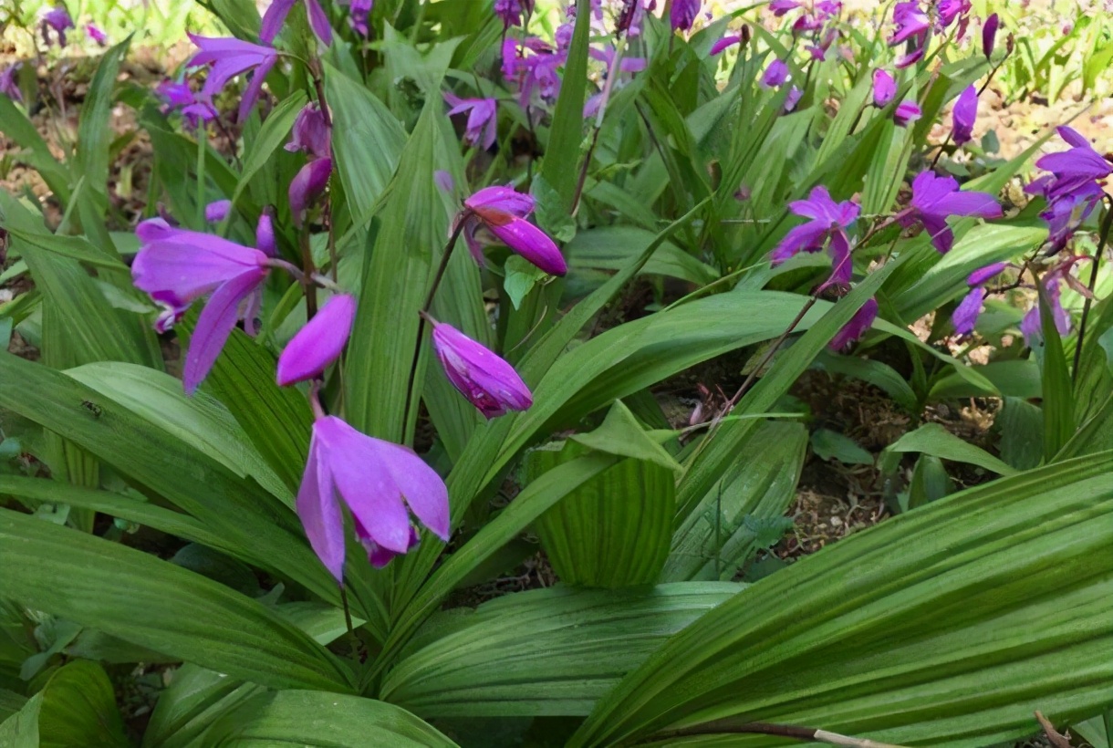 种植抗击疫情药材,抗击疫情的药材种植