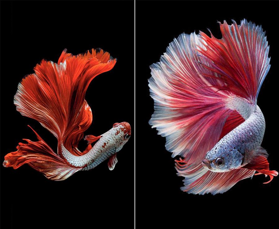 海边风景油画棒教程儿童画,油画棒画美人鱼儿童