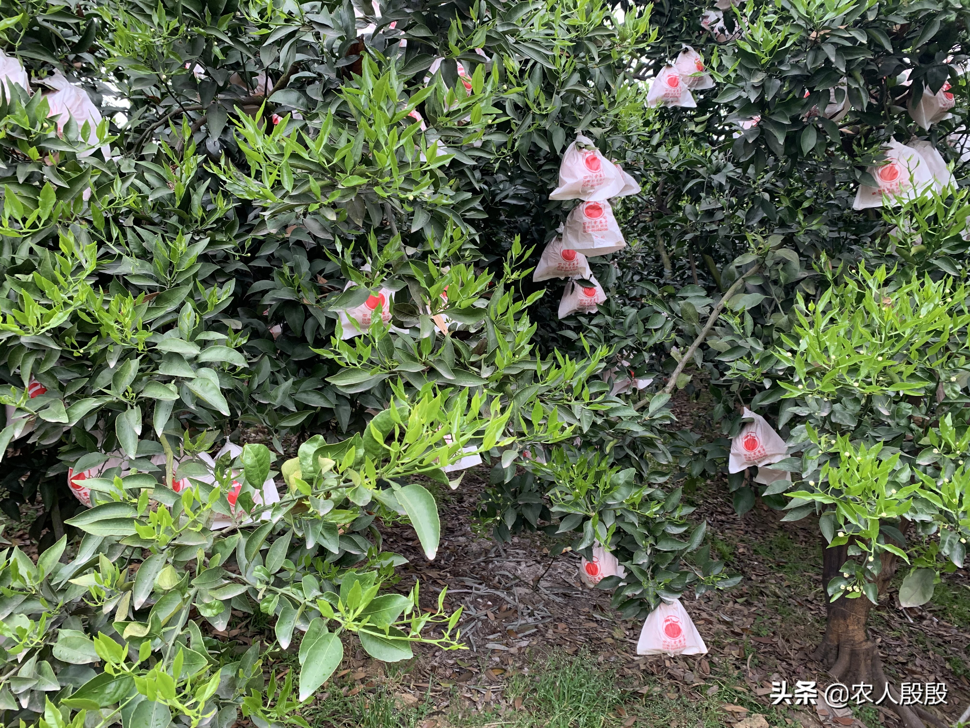 柑橘结完果怎么更新树枝,柑橘树如何留果