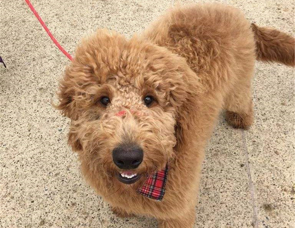 狗脂肪瘤会长大吗,肝上有个脂肪瘤与脂肪肝有关联吗