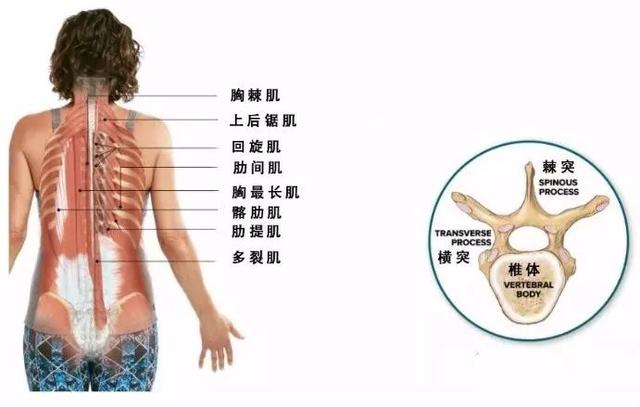 舒缓胸椎瑜伽体式,瑜伽体式胸椎是稳定还是灵活