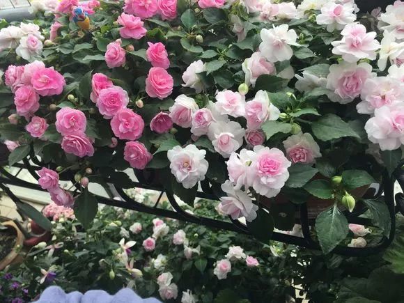 养花的100个小常识,养花的五大常识