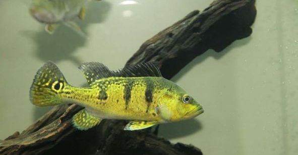 南美慈鲷,慈鲷有黑色的吗