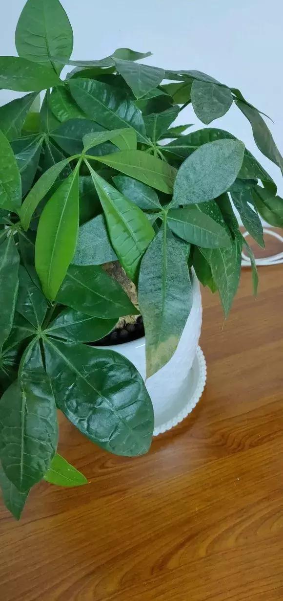 花积水了怎么补救,家里花多怎么浇水方便