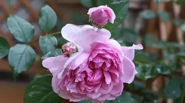 一万年一次的2020520;一起认识100种玫瑰~别送错啊