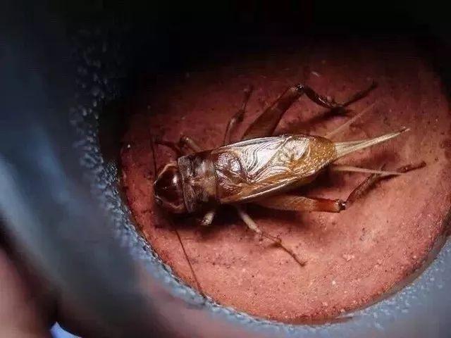 玩虫讲究,玩虫子的人