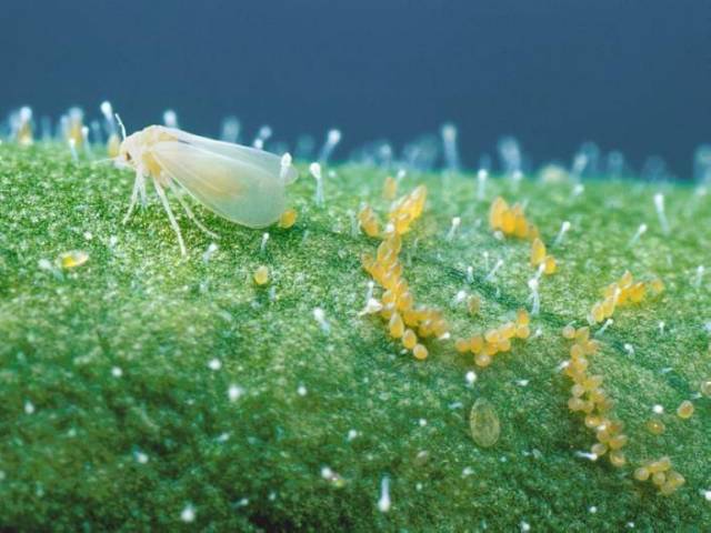 杀虫剂防治仓储害虫的措施有哪些,防治地下害虫的杀虫剂的使用方法