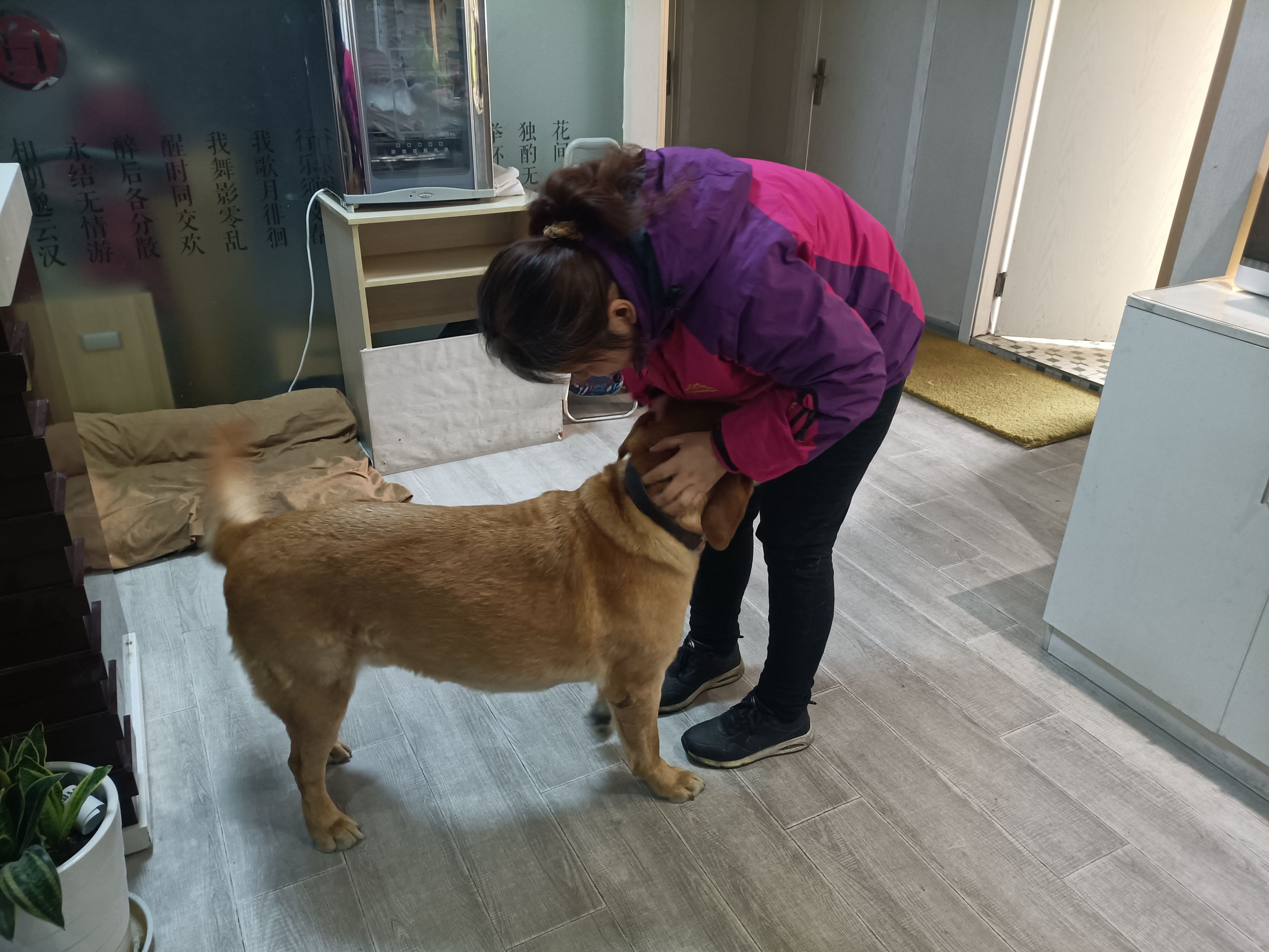 全国只有300多导盲犬,1700万盲人仅有200多只导盲犬